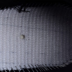 Air Jordan 12 Retro Playoffs 2022 Ct8013-006 - Image 5